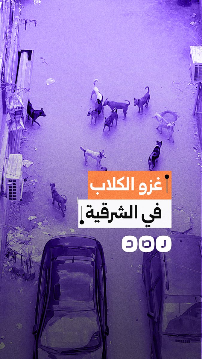 أهالي أبو حماد يطالبون بالتدخل لإنقاذ أطفالهم من الكلاب الضالة