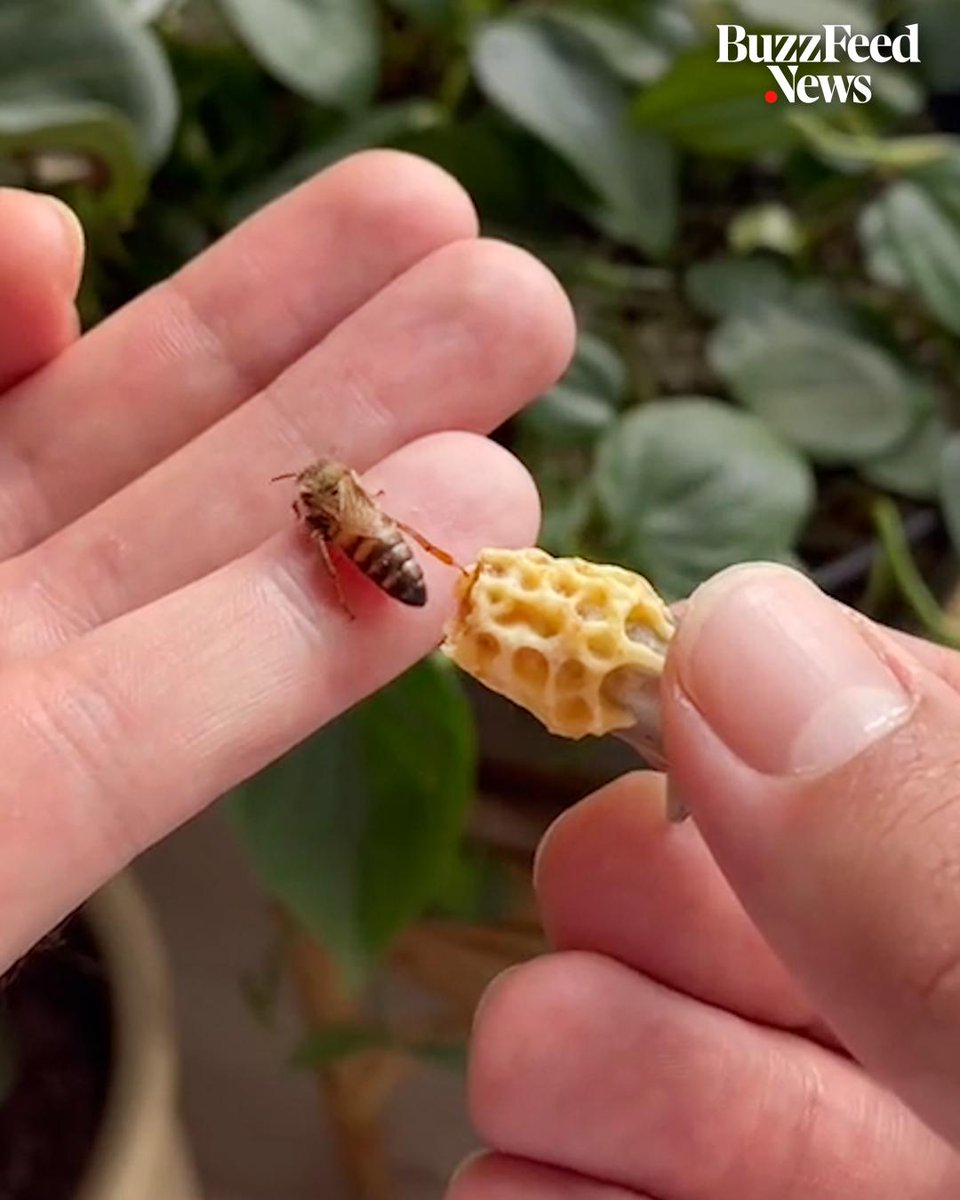 Breeding Queen Bees