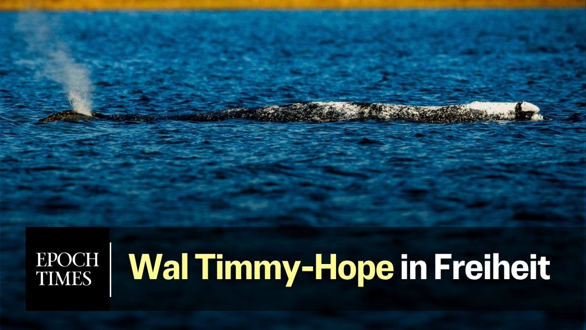 Der vor Mecklenburg-Vorpommern gestrandete Buckelwal ist am Wochenende erfolgreich in die Nordsee überführt und dort in die Freiheit entlassen worden. Damit wurde der Transport aus der Ostsee abgeschlossen. +++ Holt euch Bilder von Timmy nach Hause und unterstützt unseren qualitativen Journalismus! Das Timmy-Poster mit allen wichtigen Infos jetzt Verfügbar zum Vorbestell-Preis! +++ Aufnahmen von News5 zeigen einen Wal der unweit des Schleppers eine Fontäine abgibt und zielgerichtet und zügig in eine Richtung schwimmt. Der Konvoi befand sich am Morgen etwa 70 Kilometer von der dänischen Stadt Skagen entfernt im Skagerak. Epoch Times hatte die Rettungsaktion vor der Bucht von Poel tagelang mit einem Livestream begleitet, der Initiator, MediaMarkt-Gründer Walter Gunz hatte seinen Aufruf zuerst in der Epoch Times publik gemacht, nun ist der Wal wieder in Freiheit und schwimmt in Richtung Heimat, dem Nordatlantik . Umweltminister Dr. Till Backhaus sprach von einer eng begleiteten Rettungsaktion, die sich konsequent am Tierwohl und Tierschutz orientiert habe. Dieser Rettungsversuch sei einmalig in Deutschland und man habe damit auch ein Stück Geschichte geschrieben, so der SPD-Politiker aus Mecklenburg Vorpommern. Zugleich verwies er darauf, dass nun die Daten des Peilsenders schnell ausgewertet werden müssten, um die weitere Reise des Wals nachvollziehen zu können. +++ Sehen Sie hier sensationelle Bilder vom Wal Timmy-Hope und seinem Rettungsteam in Aktion: +++ Mehr zu den Entwicklungen rund um den Wal können Sie in unserem Ticker nachlesen: