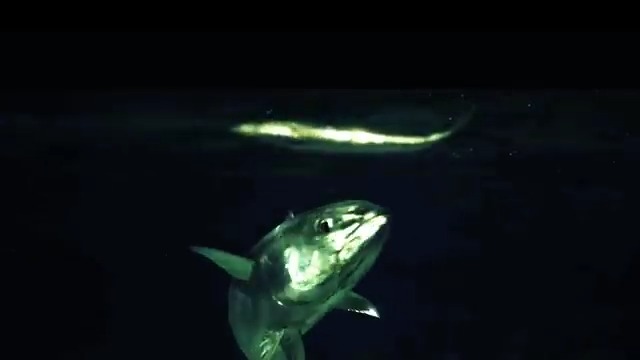Bluefin tuna can stretch 3 meters, weigh a metric ton, and reach speeds of 60 kilometers per hour. Yet they still turn on a dime when hunting, thanks in part to their lymphatic systems. Unlike humans, who use their lymphatic systems to produce and transport white blood cells, tuna use theirs to move two of their fins, research finds. Learn more on #WorldTunaDay: