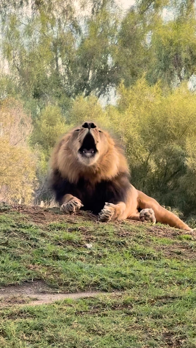 Paw-don me, I have something to say 🦁