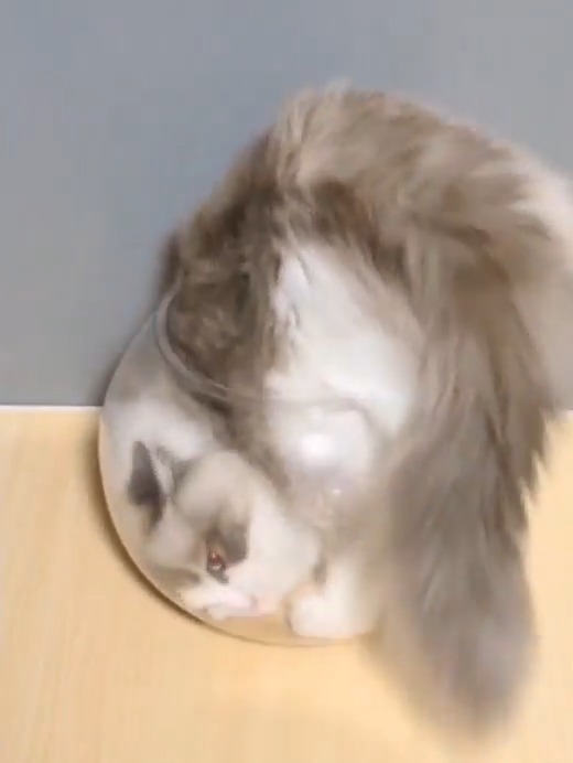 猫は液体☕ほんとすごい🐱💜