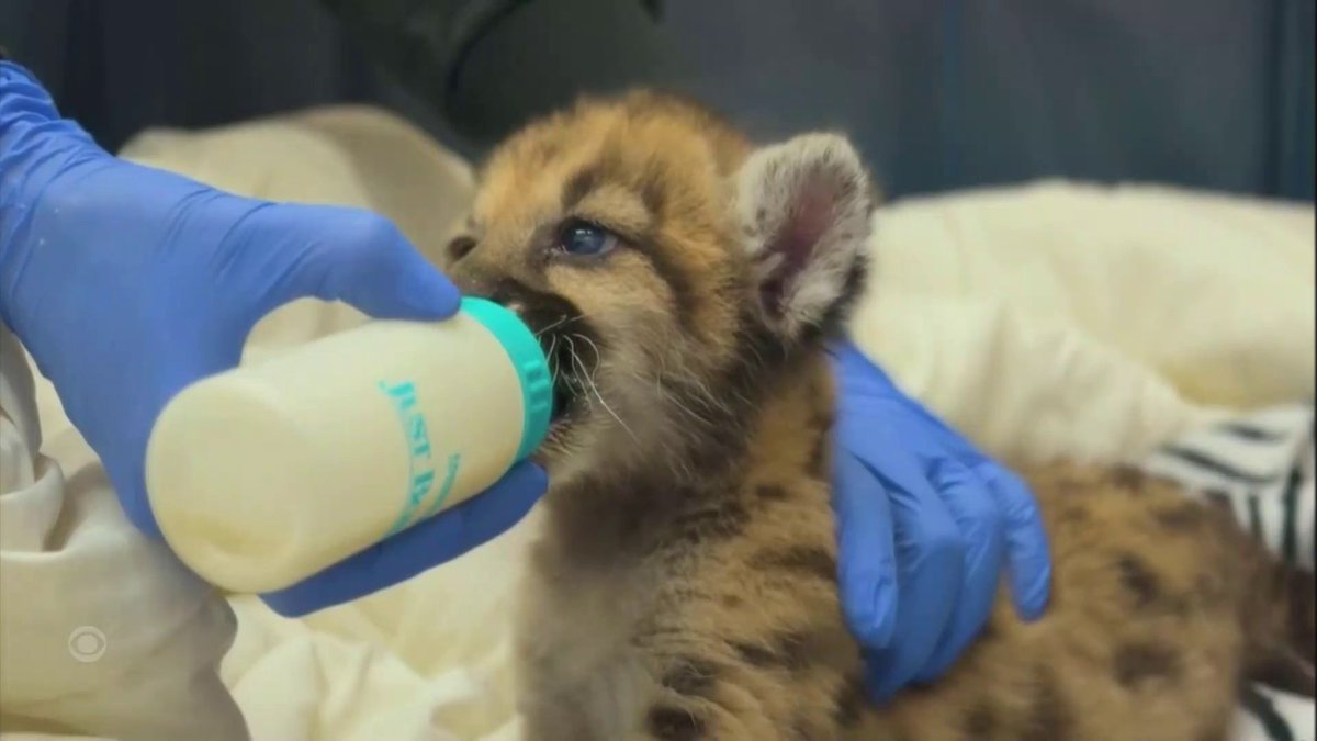 A mountain lion cub missing some toes was found alone in the Santa Monica Mountains at just three weeks old. Crimson is now being cared for at the Oakland Zoo, and has clawed his way into people’s hearts. CBS News’ Itay Hod has the story.