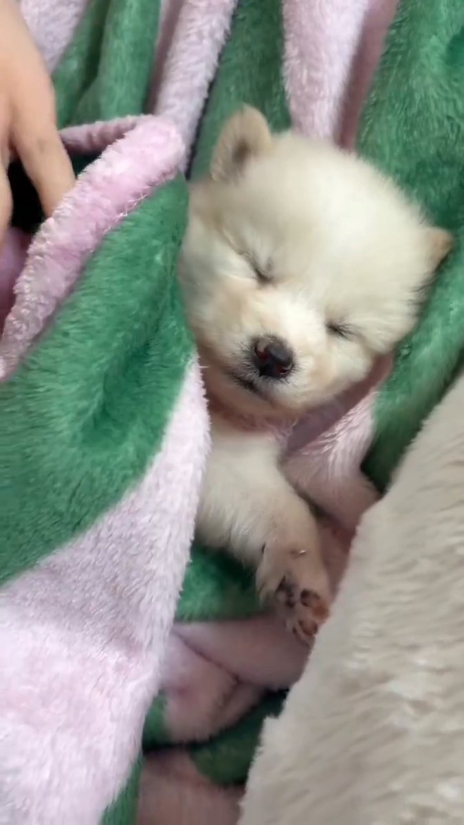 So cute and so sweet pup 🐶❤️