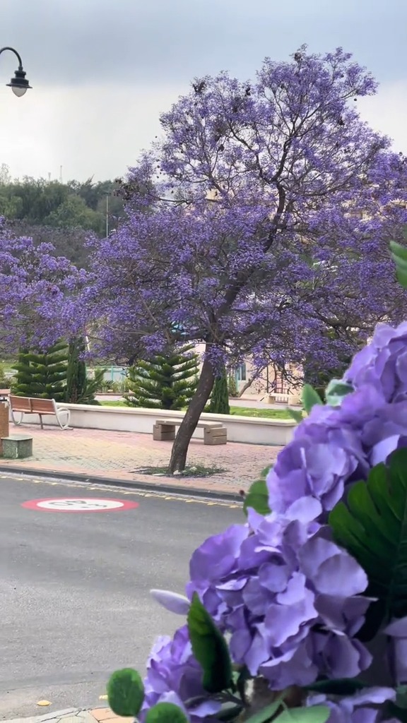 في عسير ترسم الجاكرندا ممراتها البنفسجية على امتداد الطرق مع مشاهد فريدة بين الأشجار والمرتفعات 🪻🌳 TikTok 📸: a.as770 #روح_السعودية