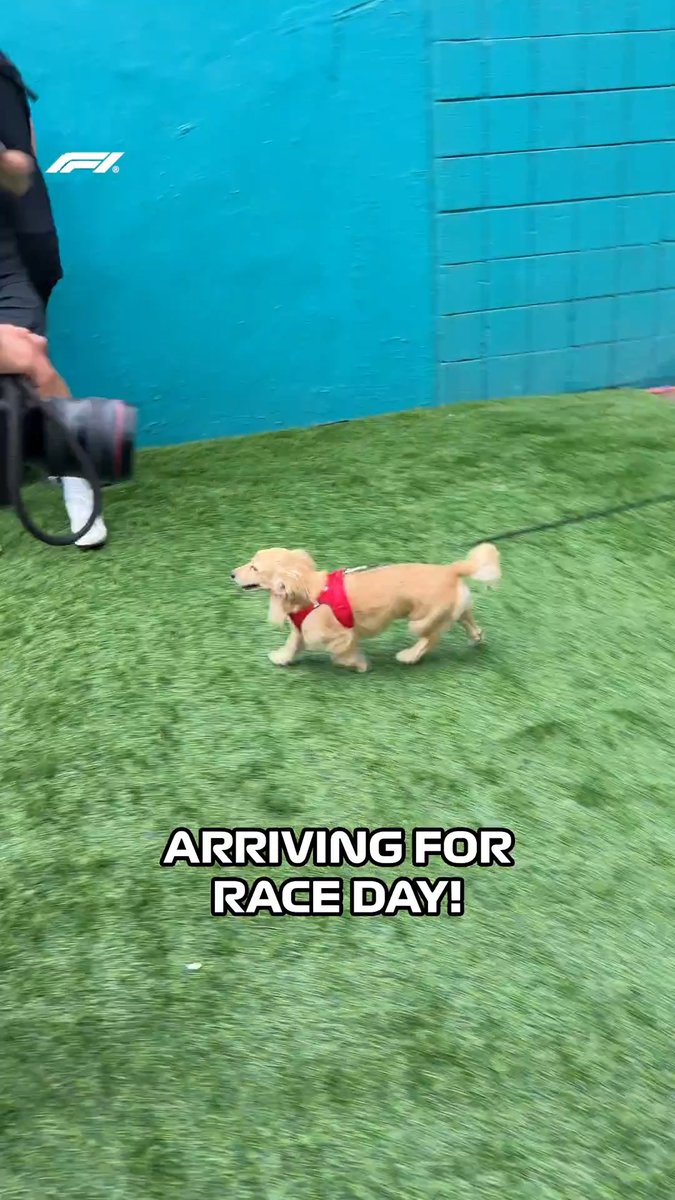 Leo leading the way! 🐾 The drivers arrive for race day 🤩 #F1 #MiamiGP