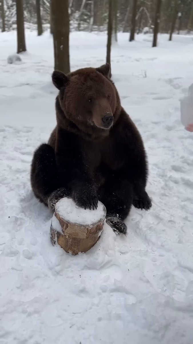 Man: "The fish is fresh." Bear: "You are fresher." 🐻😂