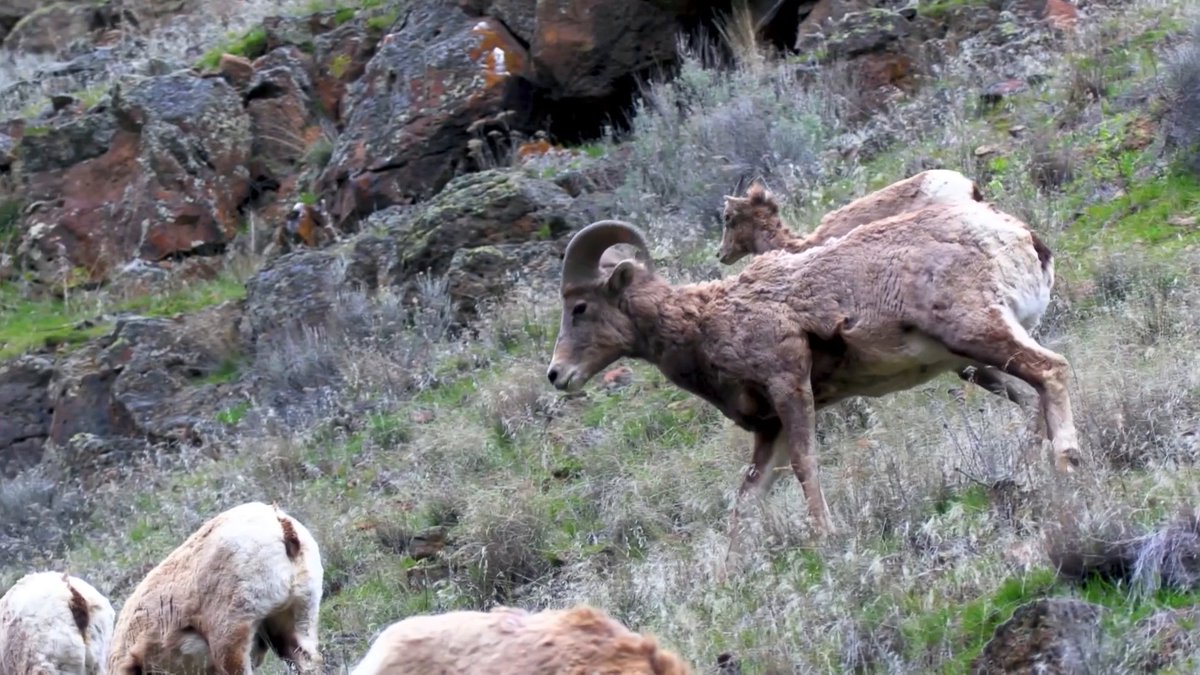 We leave you this Sunday morning with bighorn sheep greeting a new day near Asotin in Washington State. Videographer: Hank Heusinkveld.