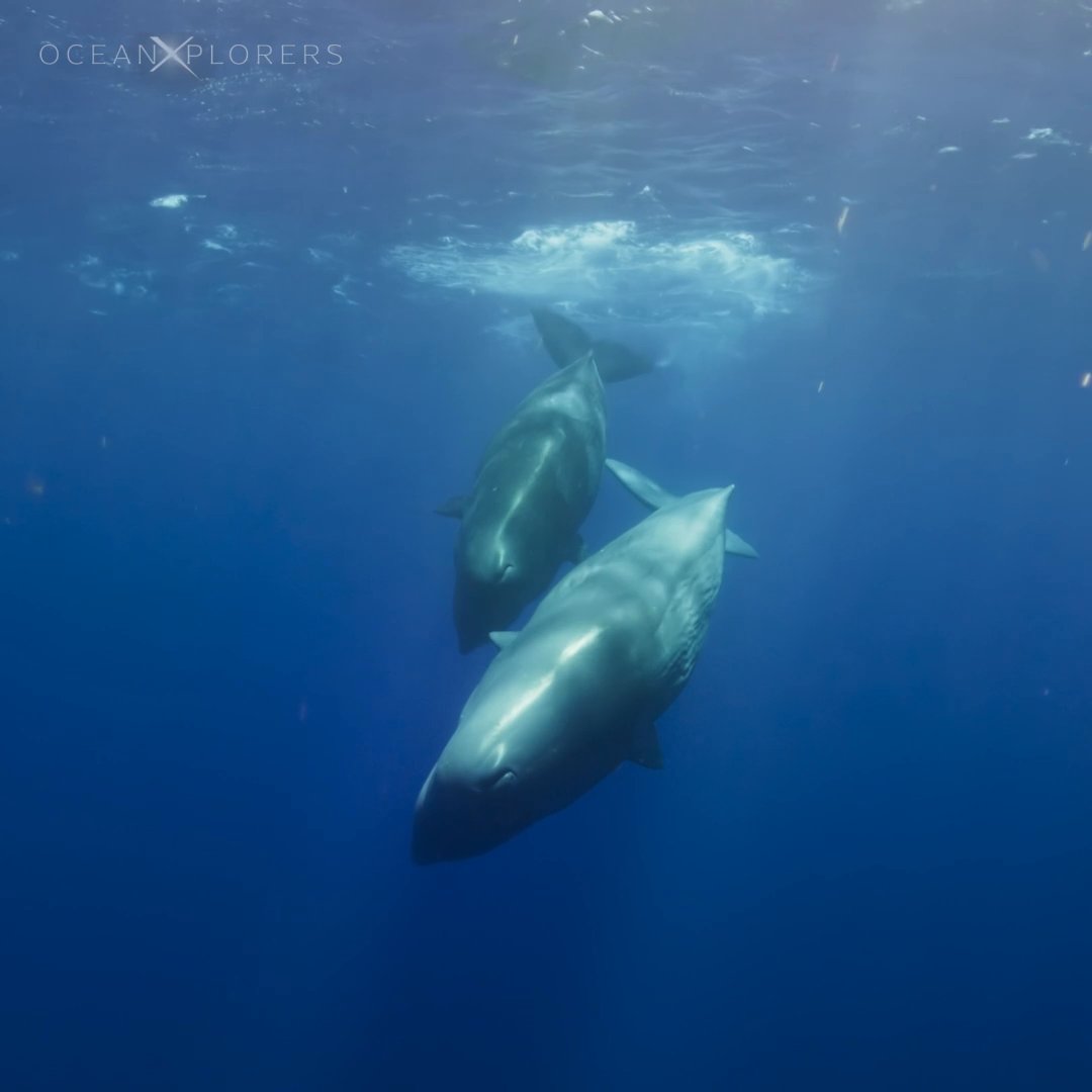 Time sure flies when you’re diving with whales 🤯 Male sperm whales can grow over 60 feet long and weigh more than 50 tons, with teeth roughly the size of a banana! #OceanXplorers is now streaming on Disney+ and Hulu.