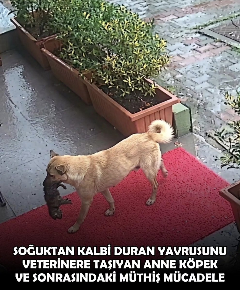 Hayvanlarda akıl yoktur diyenler, onların duygularını görmezden gelenler iyi izlesin...