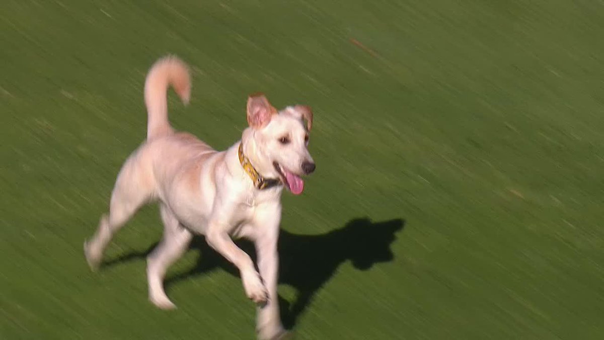 Él sólo quería jugar 🐶 😅 Un perro se metió a la cancha en el duelo entre Rosario Central y Tigre en la Liga de Argentina y nadie lo podía detener 😅 La afición lo celebró con los "OLE" 🙌🏻