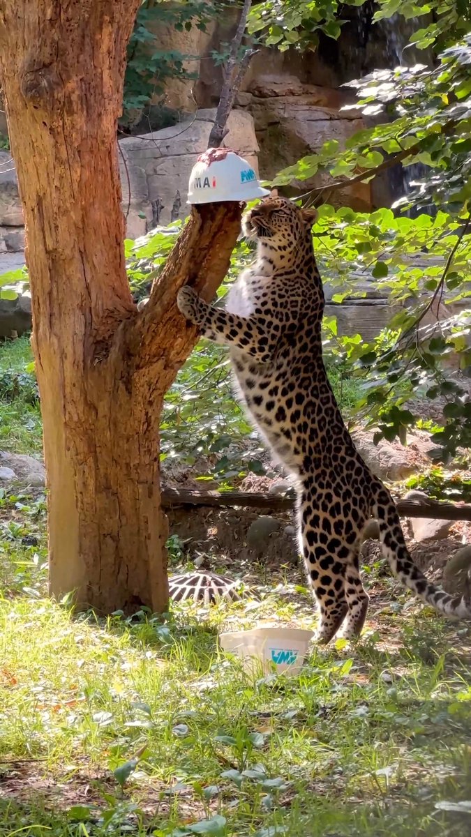 What better way to celebrate Leopard Day than with some fun enrichment for our Amur leopard Kira 🐆 These activities encourage natural behaviors and let her “hunt” for her food!