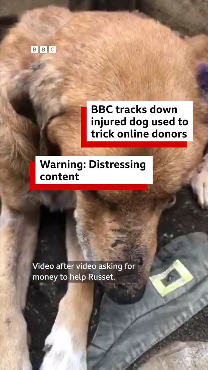 #BBCAfricaEye has found that online scammers in Uganda are exploiting injured dogs like Russet to trick social media users into donating money that they then spend on their luxury lifestyles. 🎥 Watch 'Save Our Dogs: Inside Uganda’s Rescue Scam':