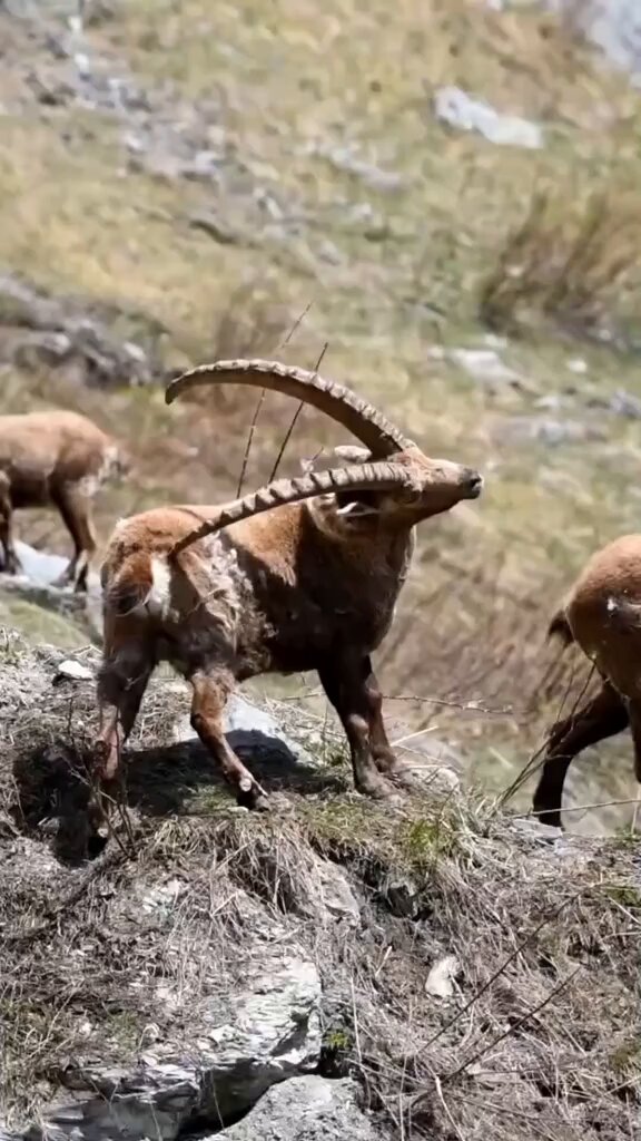 Real animal documentary you have to watch today