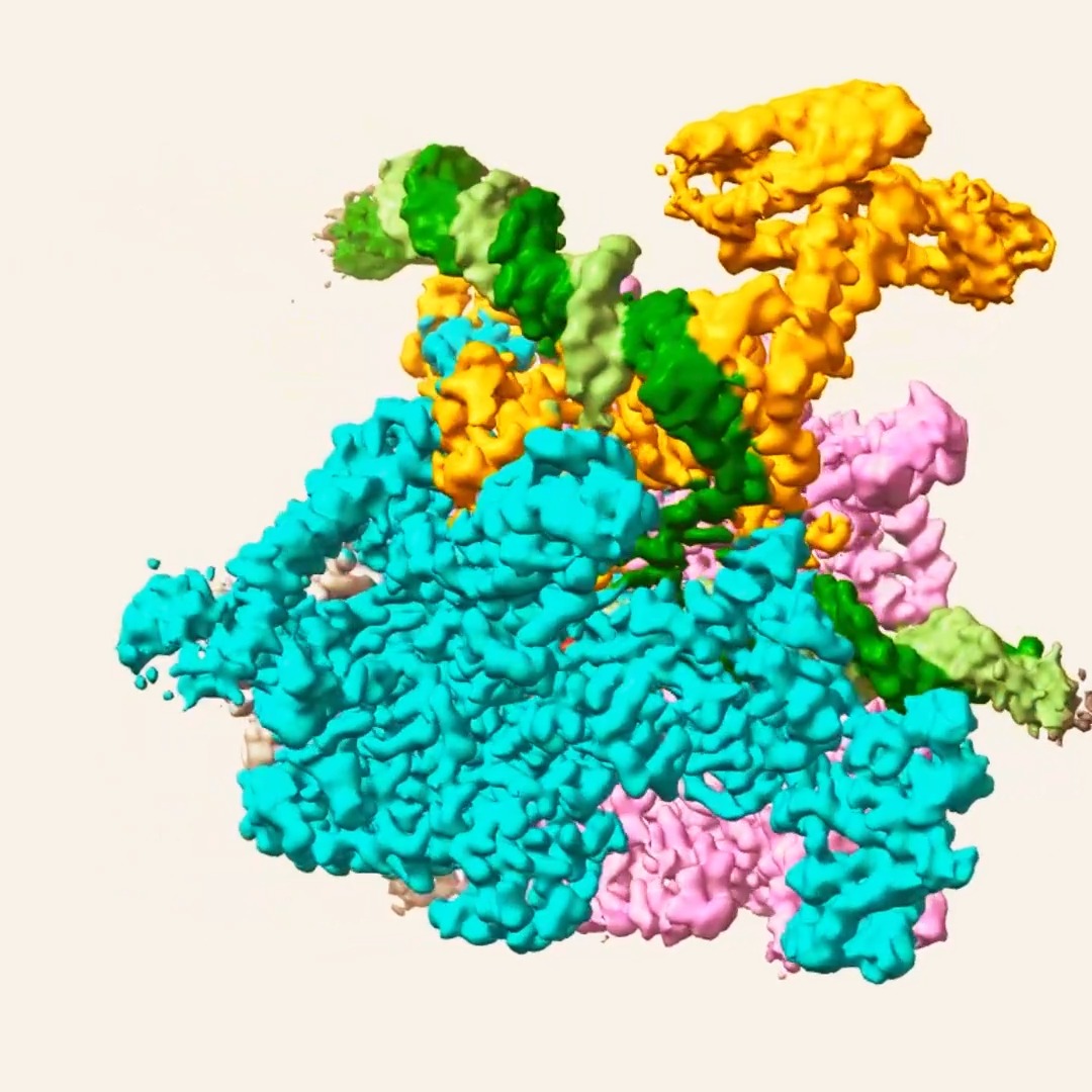 In Molecular Cell: RNA polymerase, the enzyme that synthesizes RNA from DNA during transcription, has been captured mid-reaction for the first time by scientists in Seth Darst's lab at Rockefeller. 🔗: