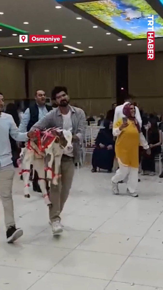 Osmaniye'de bir düğünde, damada buzağı hediye edildi.