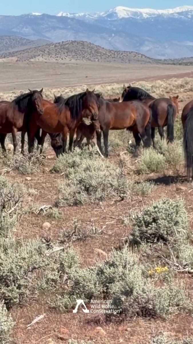 🎉 Last Wednesday, a new baby was born 🥳 Proud mama Brandy and family nuzzle Apple Jack, welcoming him into the wild. 💕 Those first wobbly steps are a true honor to witness ❤️ 📍 On our Fish Springs Land Conservancy in Nevada, these horses will be safe to thrive in freedom.