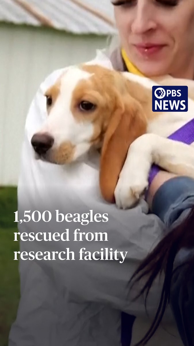 Hundreds of beagles could soon have new homes after a pair of animal rescue groups bought 1,500 dogs from a Wisconsin breeding and research facility. Big Dog Ranch Rescue and the Center for a Humane Economy announced that they bought 1,500 of 2,000 beagles from the facility, Ridglan Farms, for an undisclosed price. Around 1,000 animal rights activists clashed with police at Ridglan Farms last month as they sought to seize and rescue the beagles. None of the activists were ultimately able to enter the facility at the time. The dogs will now receive medical exams, microchips and vaccinations before being relocated for adoption. It is unclear what will happen to the 500 dogs remaining in the Ridglan Farms facility. Ridglan Farms has denied any mistreatment of the animals but will be surrendering its license this summer, part of a deal to avoid felony animal mistreatment charges after a court found it was violating state veterinary standards.