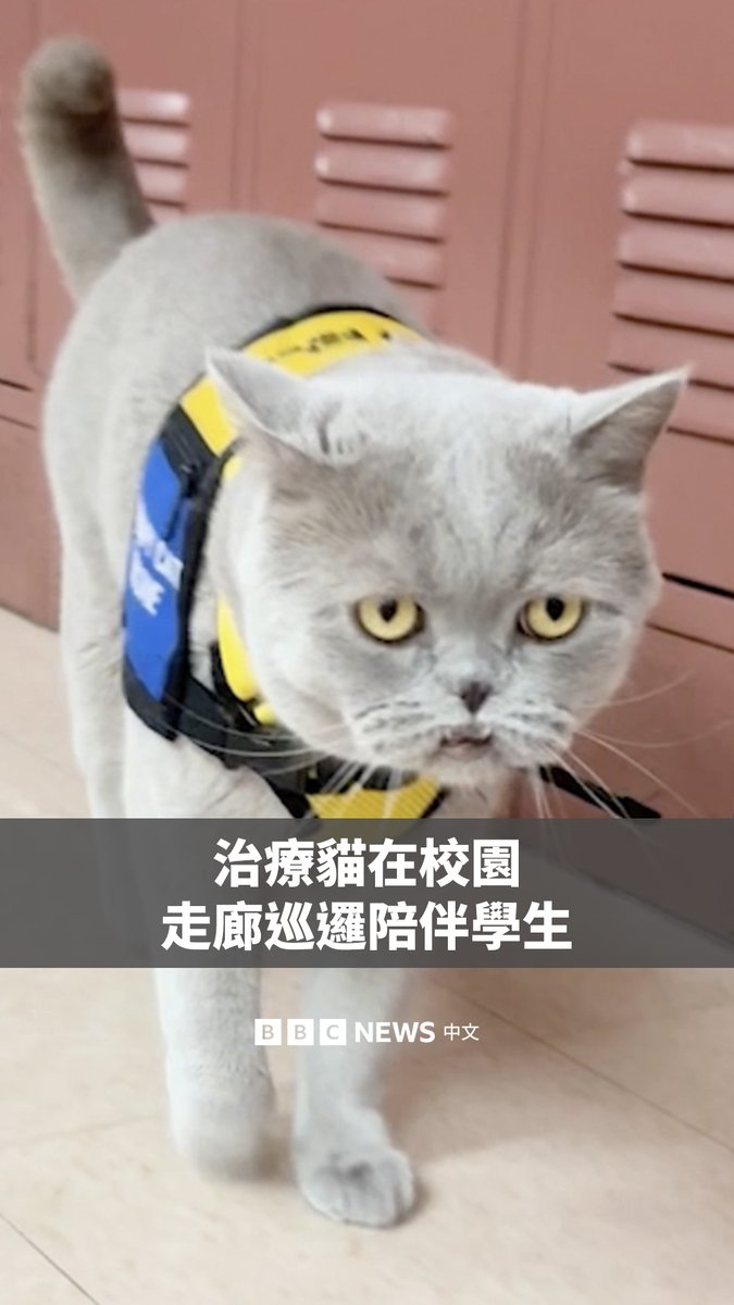 “松果”是一只注册的治疗猫,它会陪同主人——一位中学美术老师——前往位于美国罗德岛州的一所学校上班。 它大部分时间待在美术教室里,偶尔也会去学校的其他区域走动,为学生提供陪伴和情绪支持。它在“走廊执勤”时一本正经的表情,让它在网络上走红。