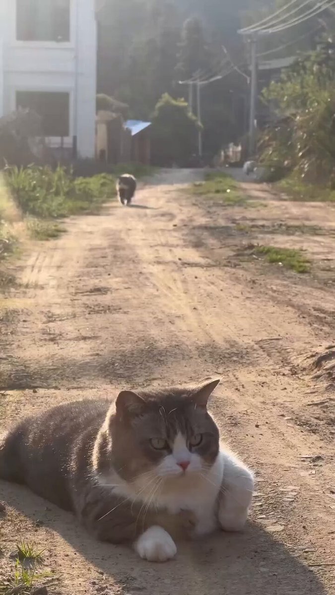The ultimate neighborhood greeting committee! 🐾❤️ These two show that friendship knows no bounds!