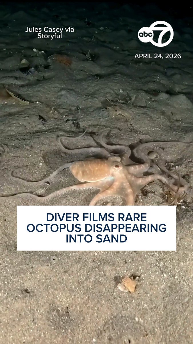 A lucky diver managed to capture footage of a rare octopus disappearing into the sand in Port Phillip Bay, Victoria, on April 24. 🐙 Video posted by Jules Casey shows the elusive Double-Spot Octopus burrowing into the sand. “It has taken me 10 years to finally find one," Casey said.