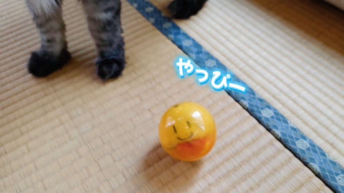新入荷されるお店もあってやっぴー✨️ #カイロ探検隊