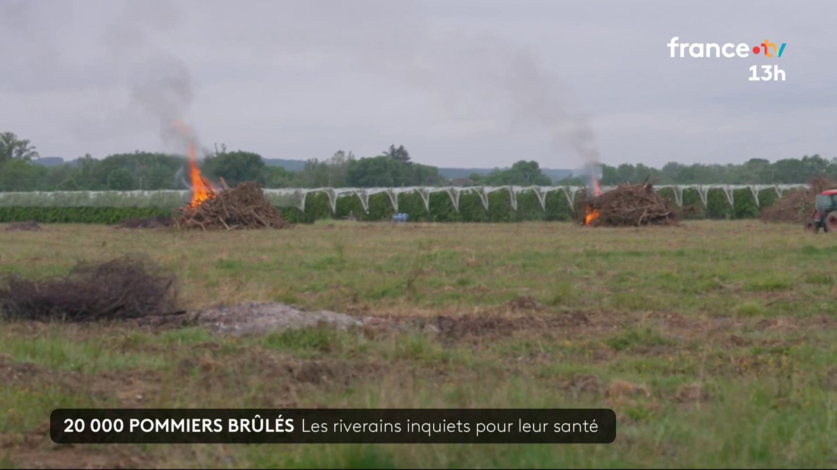 đŽ Dans le Tarn, une exploitation a obtenu l'autorisation de brĂ»ler plus de 20 000 pommiers. Les arbres en fin de vie ont Ă©tĂ© arrachĂ©s, mais ce brĂ»lage imminent provoque la crainte des riverains, inquiets pour leur santĂ©. #JT13H