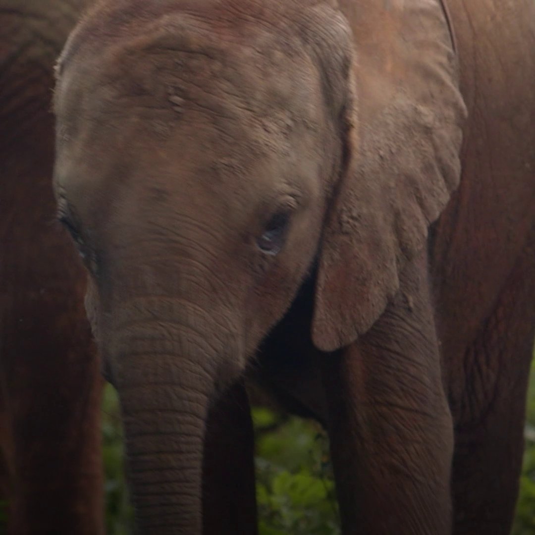 Sheldrick Wildlife Trust offers orphaned elephants like Rojo a second chance—but rehabilitating a calf is a long process. 🐘 Born Wild: The Next Generation is streaming on Disney+.