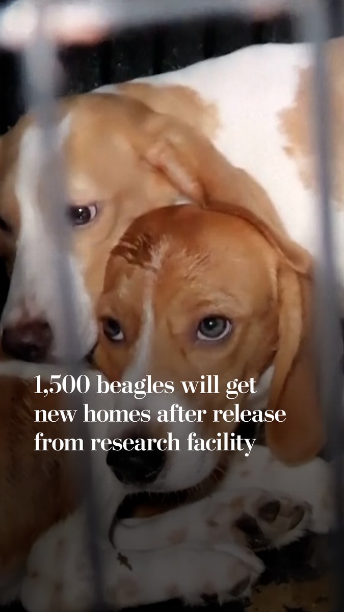 1,500 beagles are preparing for adoption after Big Dog Ranch Rescue and the Center for a Humane Economy negotiated an agreement to purchase them from Ridglan Farms, a dog breeding and research facility that was the site of recent protests.