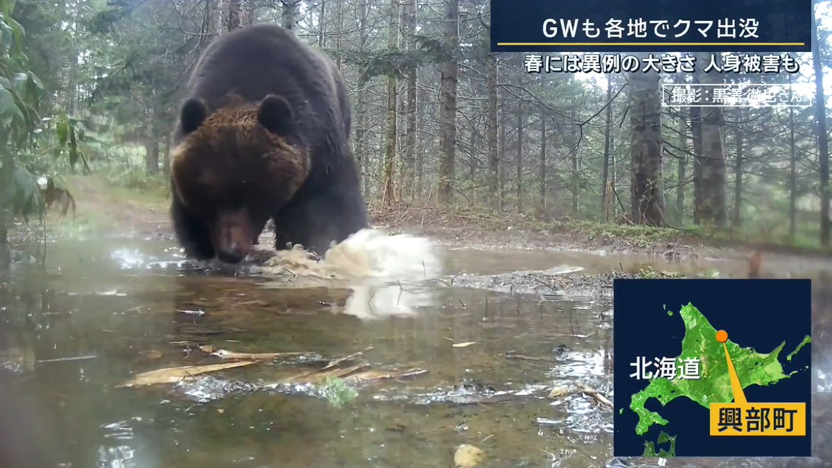 【GWも各地でクマ】異例の大きさ“メタボヒグマ”も | ▼秋田県内では初の人的被害 秋田・由利本荘市で体長約1mのクマが出没。田んぼの見回り中の男性(40代)が顔や右腕にけが 北海道・興部町では巨大ヒグマが… 20年ヒグマを観察 黒澤徹也さん 「(体重が)250~300kgぐらいあるんじゃないかなと思う。“メタボなヒグマ”と言っている。今年は春なのにすごく太った個体が多く映るように感じる。冬眠前はもっともっと太っていたんだろうという印象」 ▼旅行の移動中にも… 4月30日、北海道・大樹町の道路にヒグマが出没 旅行中にヒグマに遭遇 「車の方に向いてこられたらおしまいだよなと。こっちも多分そこそこスピードが出てたと思うので、ぶつかって山奥で動けないってなったときのリスクを考えた時のほうが怖かった」 3日には長野県内のスキー場でもクマが現れた クマは人間を見るとUターンするように山の方向へ戻ったという →スキー場は近くのコースを一時閉鎖、安全の確認後に再開 20年ヒグマを観察 黒澤徹也さん 「やはり絶対数が増えている印象がある。これからも続くんじゃないか。(人里などに)出てくる個体が」