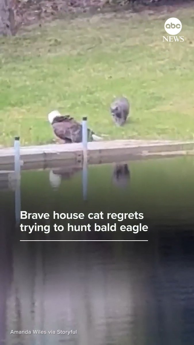 A house cat got a taste of its own medicine after its attempt to hunt a bald eagle led to the bird turning the tables on the feline.