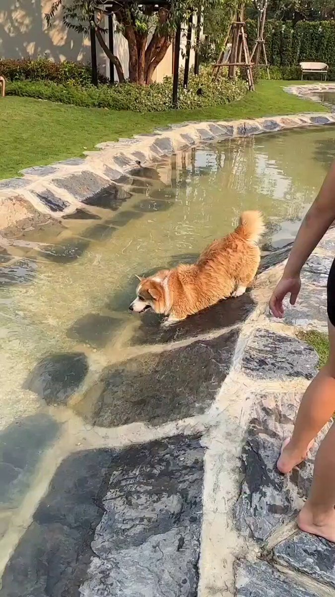 Corgi ❌ Seal 🦭✅
