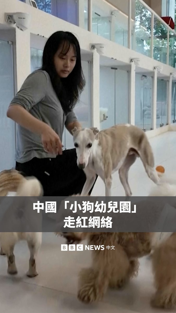 随着中国“宠物经济”快速增长,“小狗幼儿园”成为许多主人的新选择。 在成都,这种提供日托服务的幼儿园在网路上走红,它提供校车接送、丰容游戏,以及下午点心等服务,试图解决上班族无法长时间陪伴宠物的问题。