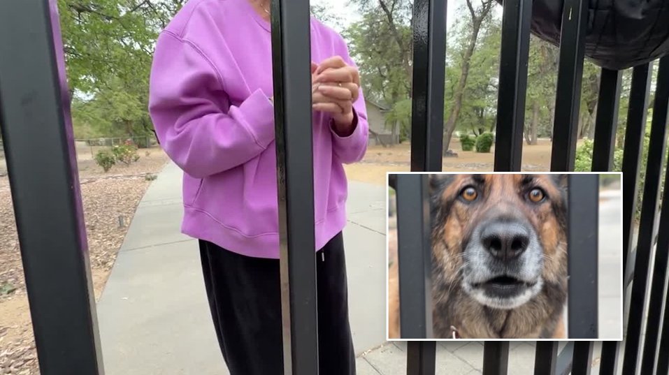 Goodest boy Moses ended a wildcat that attacked his owner on a walk.