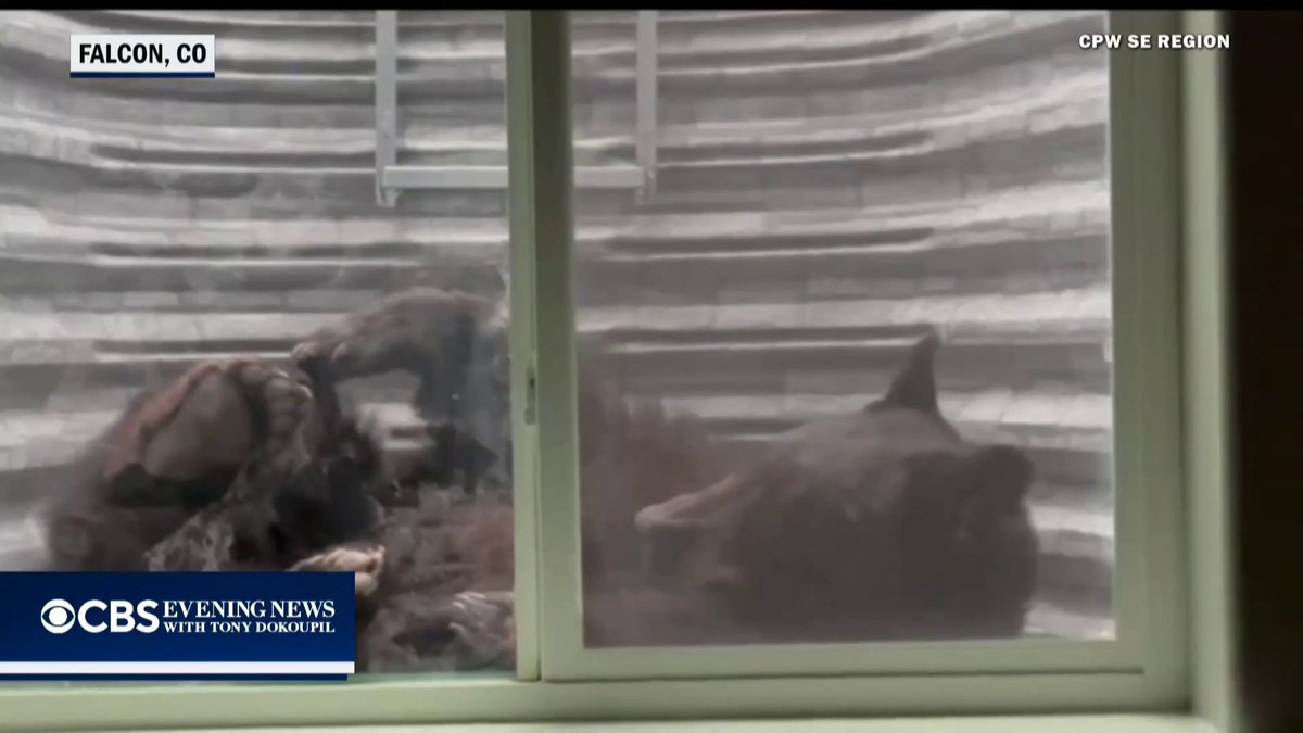A 250-pound bear squeezed into a window well outside a Colorado home to take a nap before wildlife crews safely removed and released the animal back into the wild.