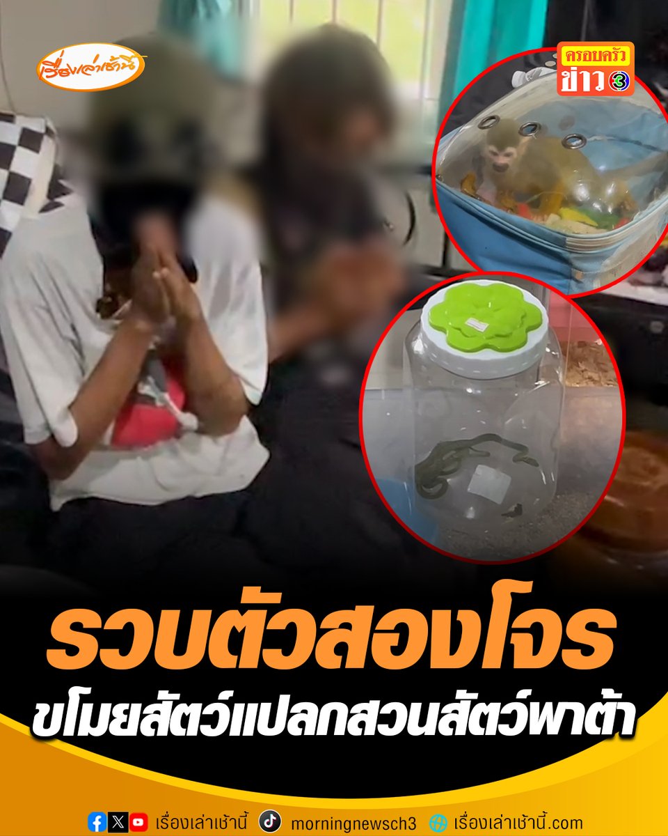 ไม่รอด! ตำรวจชุดสืบสวน สน.บางยี่ขัน จับกุมผู้ต้องหา 2 ชายหญิง ขโมยสัตว์แปลกในสวนสัตว์พาต้าปิ่นเกล้า พบของกลางเป็นซาลาแมนเดอร์ลายเสือ กิ้งก่าจระเข้จีน และสัตว์แปลกอื่นๆ อีกเพียบ เบื้องต้นทราบว่าทั้งสองขโมยสัตว์แปลกไปแลกยาเสพติด #เรื่องเล่าเช้านี้ #ครอบครัวข่าว3 #ขโมยสัตว์แปลก #สวนสัตว์พาต้า #พาต้า