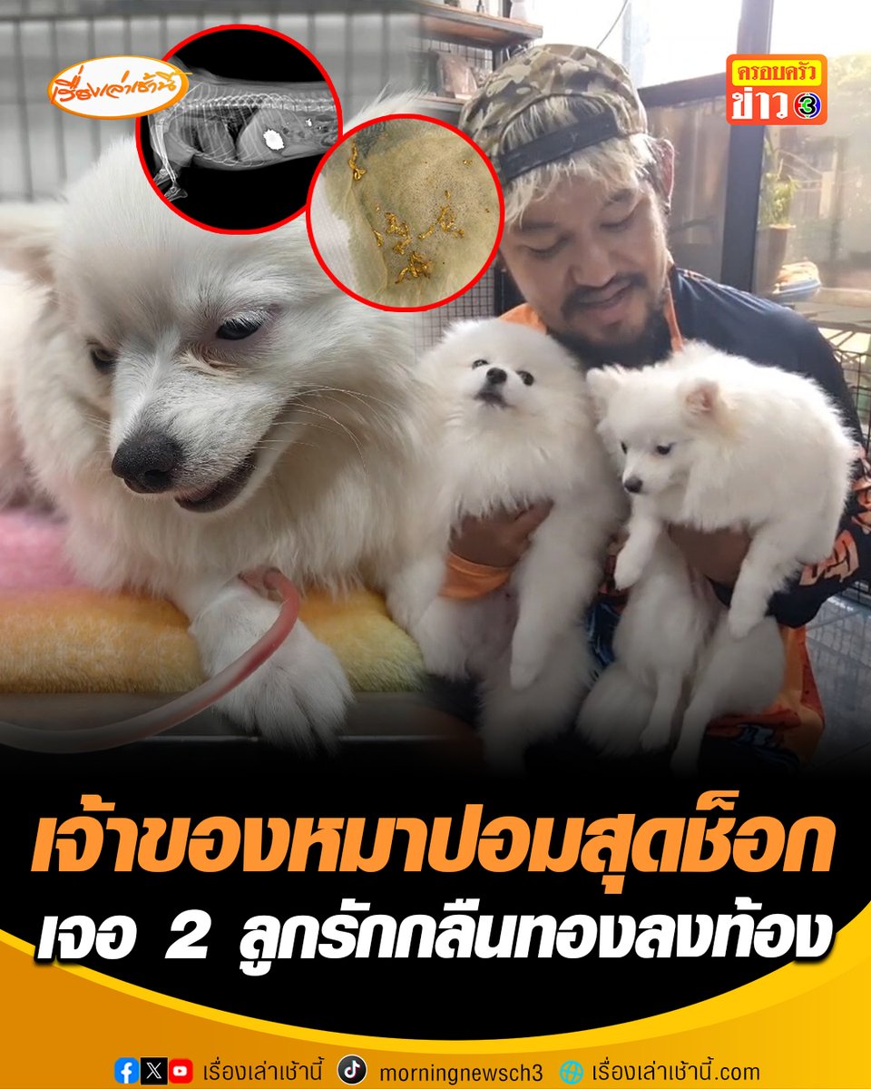 ใจแทบวาย! น้องหมาพันธุ์ปอมเมอเรเนียน 2 ตัว เพศผู้และเพศเมีย อายุ 7 และ 8 เดือน พากันกลืนสร้อยทองลงท้อง ต้องเอ็กซเรย์และรีบผ่าตัดเอาทองออกเพื่อช่วยชีวิต #เรื่องเล่าเช้านี้ #ครอบครัวข่าว3 #หมากินทอง #ปอมเมอเรเนียน #ทองคำ