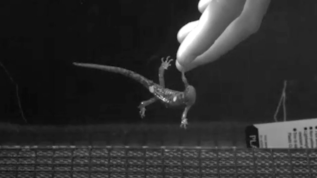 Most salamanders live in streams and under rocks or logs, but the wandering salamander has a high-flying lifestyle. These 13-centimeter-long amphibians spend much or all of their lives in coastal redwoods, some of the tallest trees in the world. In 2022, a laboratory study showed how they can descend by jumping, slowing their fall by spreading their limbs like a skydiver. Learn more during #AmphibianWeek: