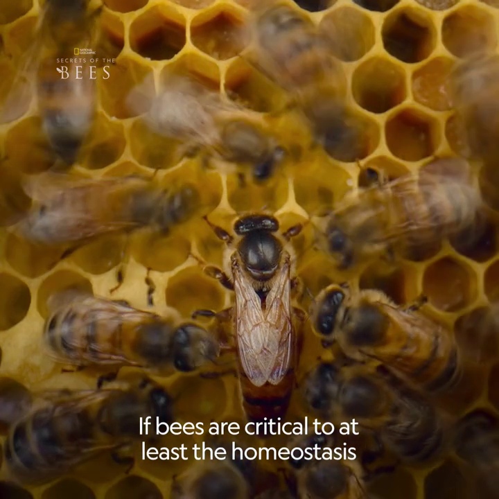 A sense of wonder comes from curiosity. For director and National Geographic Explorer-at-Large James Cameron, that's the driving force behind the "Secrets Of" series, because by sharing knowledge, we can truly appreciate the importance of these animals.