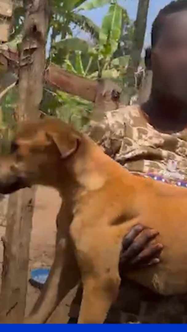 Ouganda: des chiens maltraités utilisés par des escrocs pour arnaquer des donateurs sur Tiktok