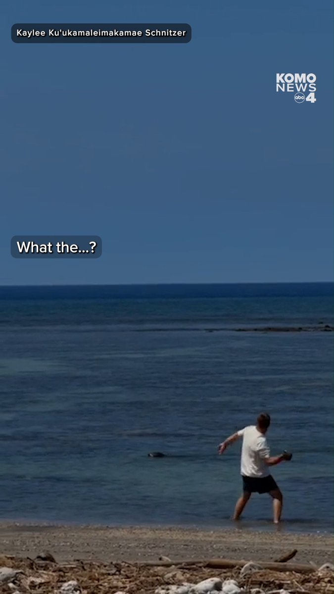 Hawaii conservation officers are investigating after a man from Seattle allegedly threw a rock at a Hawaiian monk seal off Maui. The Hawaii Department of Land and Natural Resources said its Division of Conservation and Resources Enforcement, known as DOCARE, responded Monday to reports of monk seal harassment near Lahaina after social media posts appeared to show a man throwing a rock toward a seal in the water. The raw video, provided to KOMO News by the original witness, shows the man appear to pick up a large rock off the beach and hurl it at the seal, landing near or on the animal's head and causing it to rear out of the water. According to the department, an officer contacted a 37-year-old man from Seattle who matched the description provided by a witness. Authorities said the man was detained, identified, and informed of his legal rights before requesting an attorney and declining to make a statement. The state said the investigation will be referred to the National Oceanic and Atmospheric Administration’s Office of Law Enforcement because Hawaiian monk seals are protected under the federal Marine Mammal Protection Act. The man has not been charged, and officials did not release his identity. 📹 - Kaylee Ku'ukamaleimakamae Schnitzer Full story here: #komo #komo4 #komonews #komo4news #seattle #washington #hawaii #monkseal #seal #hawaiitravel #hawaiitourism