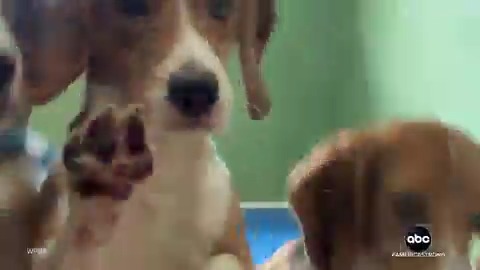 After 1,500 beagles were removed from a research facility in Wisconsin, David Muir speaks with the two animal nonprofit organizations that say they removed the pups and shared their effort to get them adopted as the beagles head to their forever homes.