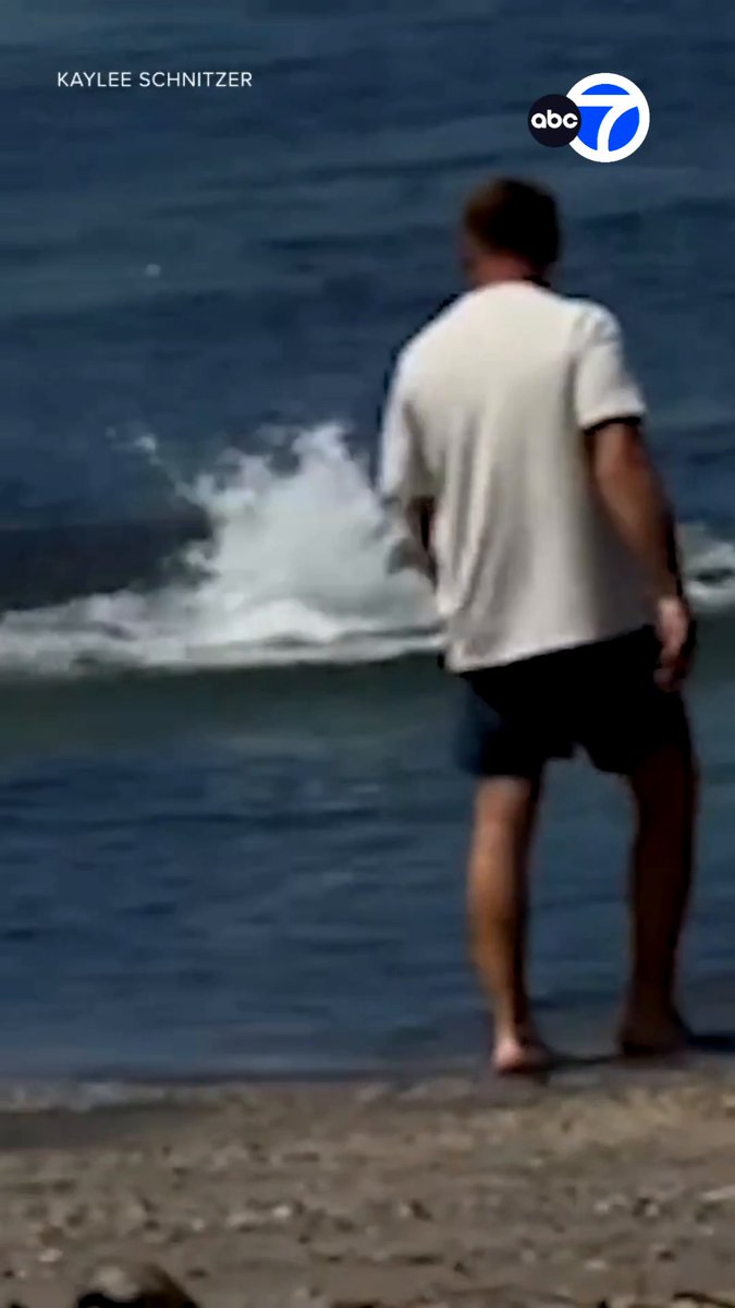 A man was seeing throwing a rock at a monk seal while it was swimming in the water off the Lahaina shoreline in Hawaii.