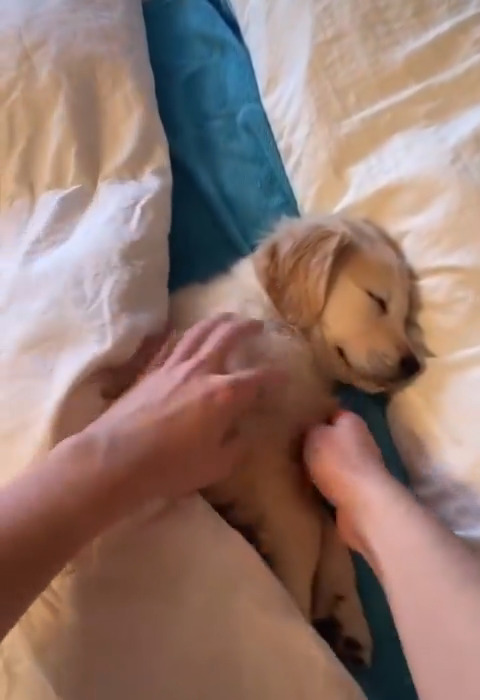 sleeping puppy is perfect 🥰.