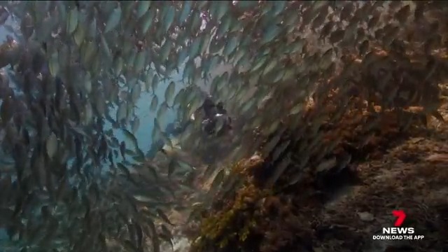 Prince William and Sir David Attenborough have joined forces to urge global leaders to protect the sea for World Ocean Day. The pair sat down for a rare chat to mark a new documentary, sharing their passion and fear for the waterways.