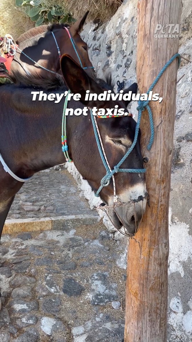 Donkeys don’t deserve this 💔 Never pay to ride a donkey in Santorini or anywhere else. #WorldDonkeyDay