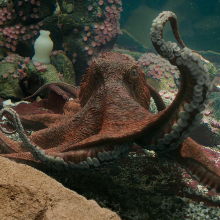 This octopus is a star and REMARKABLY BRIGHT CREATURES is now playing! 🐙