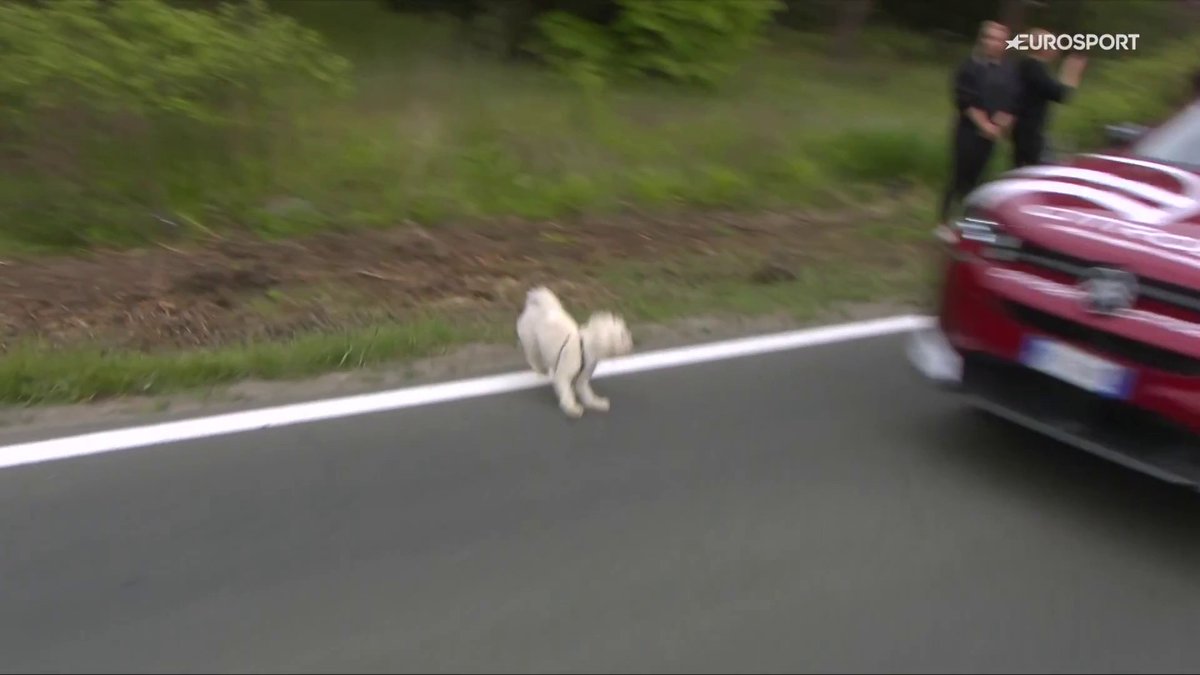 Enésimo recordatorio: si traes a tu perro a una carrera ciclista, ¡no lo dejes suelto! 🦮✋🏼😨 #Giroditalia