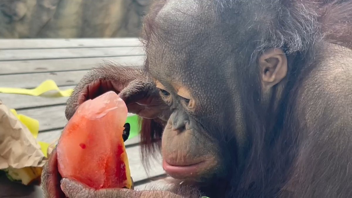 A sweet party for the sweetest boy! Bornean orangutan Nanas is turning 3 years old today, and a delightful, treat-filled party awaited him.