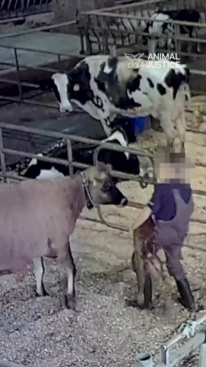 Behind every dairy product is a mother whose baby has been taken away 💔 Show compassion to all mothers this #MothersDay by choosing dairy-free 🌱 #CdnAg